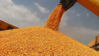 Buğday ve mısır fiyatları düştü