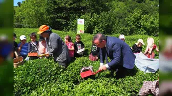 Çay İşletmeleri Genel Müdürlüğü'nde Personel Alımında 40 Yaş Sınırı Neden Kaldırıldı?