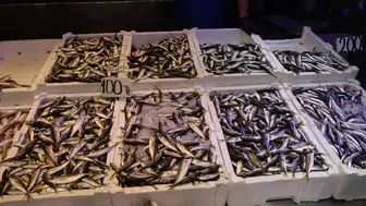 Balık sezonu kapanıyor! Hamsi, istavrit ve mezgit kaç TL?