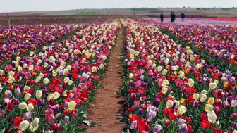Karaman'da renk cümbüşü: Milyonlarca lale dünyaya açılıyor