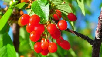 Manisa'da sezonun ilk kirazı satıldı! Fiyatı dudak uçuklattı!