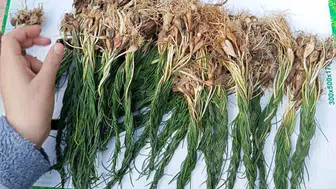 Zuzubak otu neden bu kadar değerli ve özel bir bitki olarak öne çıkıyor?