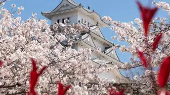 2026 Yılı İçin Japonya'da Kiraz Çiçeği Festivali Tarihleri Nedir?