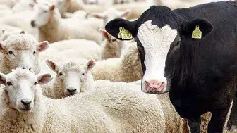 Eskişehir kurbanlık fiyatları: Küçükbaş ve büyükbaş ne kadar?