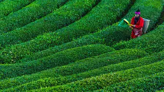 Kuru çay fiyatları 2026 yılında ne durumda ve marketlerde 1 kg çay kaç TL oldu?