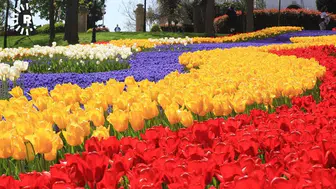 İstanbul'da Baharın Müjdecisi Olan Laleler Neden Bu Kadar Önemli?