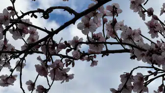 Şırnak'ta Baharın Gelmesiyle Badem Ağaçları Çiçek Açtı