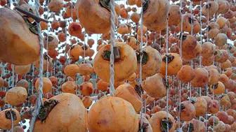 Türkiye'nin Trabzon hurması üretimindeki başarısı Azerbaycan'ı etkiledi