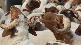 Kurban Bayramı arefesi ne zaman, hangi güne denk geliyor? Kurban Bayramı ne zaman başlıyor?