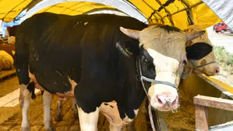 Vekaletle kurban kesimi nasıl yapılır, şartları neler? Kurban vakti ne zaman sona erer?