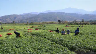 Bursa'da tarım işçilerine günlük ne kadar ücret ödenecek?