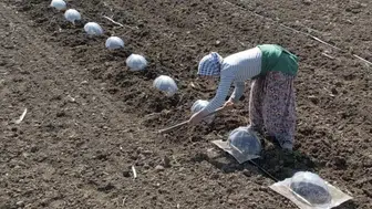 Çiftçiyi en çok zorlayan ürün nedir? Turfanda karpuz dikimi neden bu kadar zorlayıcıdır?