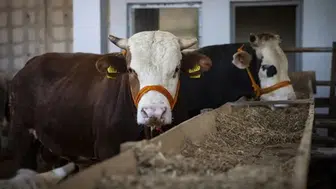 Kurbanlık fiyatları belli oldu: İşte il il küçükbaş ve büyükbaş fiyatları
