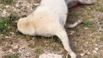 Hamile köpeğin sürüklenerek katledilmesi tepki çekti