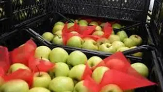 Elmada fiyat artışı ve stokçuluk iddialarına resmi yanıt ne olacak?