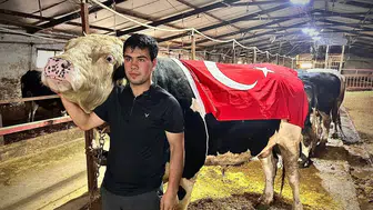 1,2 tonluk Paşa kurbanlığı 650 bin liraya satıldı