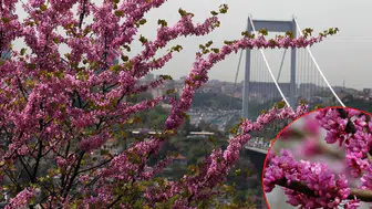 İstanbul'da Erguvan şöleni başladı: En güzel fotoğraf noktaları nereler?