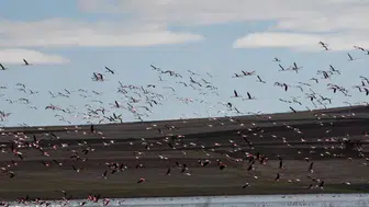 Yozgat'ın Gelingüllü Barajı, Göçmen Kuşlar İçin Neden Önemli Bir Durak Oluyor?