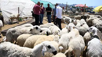 Ankara'da kurbanlık pazarında hareketlilik: Fiyatlar neden yükseliyor?