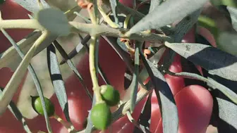 Didim'de zeytin üreticilerine zeytin güvesi uyarısı neden önemli?