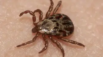 Kabus geri dönüyor! Kene riski bu illerde daha yüksek