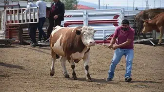 Kurban Bayramı'nda sokakta kurban kesmenin cezası nedir?