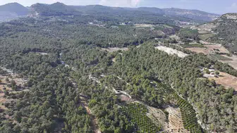 Mersin’de ormanlara giriş neden yasaklandı? Yasak ne zamana kadar sürecek?