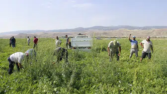 Erzin'de 'siyah inci' hasadı başladı : Fiyatlar düşüşe geçti