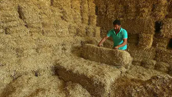 Yem fiyatlarında düşüş! Saman fiyatları yarı yarıya geriledi