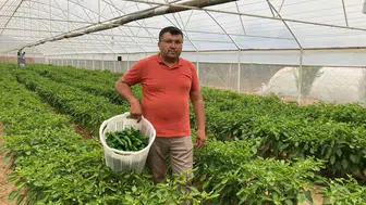 Manisa'nın Sarıgöl ilçesinde yetiştirilen emcelli biberi yoğun ilgi görüyor