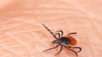 Yaz aylarında kenelere karşı dikkatli olunmalı mı? Uzmanlardan kritik uyarılar