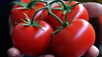 Domates tüketimi kalp sağlığını nasıl etkiliyor? Yeni araştırmalar ne diyor?