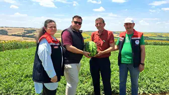 Tekirdağ'da ilk karpuz hasadı başladı