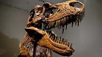 67 milyon yıllık T-Rex iskeleti hangi fiyata satıldı?