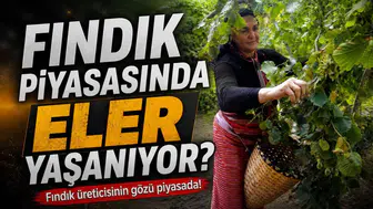 Hasat öncesi fındık piyasasında son durum nedir? İşte güncel fındık fiyatları
