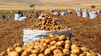 Patates fiyatları neden yükseldi? Sandıklı'da hasat başladı