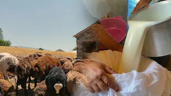 Ağrılı üreticiler yaz mevsiminde koyun sütünü ekonomiye nasıl kazandırıyor?