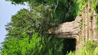 Karadeniz'in anıt porsuk ağaçları neden tehlike altında?