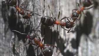 Parazitler karıncaların ömrünü nasıl uzatıyor? Yeni araştırmalar ne gösteriyor?
