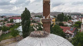 Patnos'ta leyleklerin gelişi bu yıl gecikti