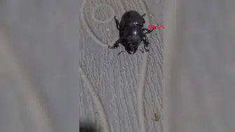 Tokat'ta nesli tükenmekte olan gergedan böceği neden görüntülendi?