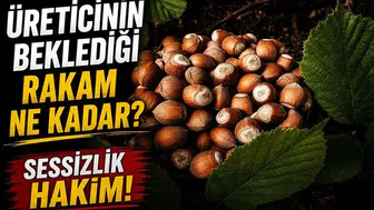 Fındık piyasasında durgunluk mu hakim? Üreticinin beklentisi nedir?