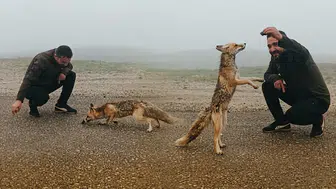 Yabani hayvanlar nerelerde bulunur ve tilkiler ne yer?