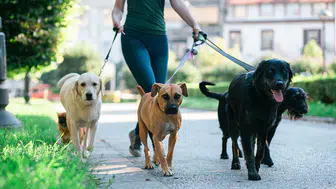 Evcil hayvan sahipleri dikkat : Kedi ve köpekler güneş tutulmasından etkileniyor mu?