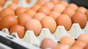 Salmonella salgını nedeniyle 1.5 milyon yumurta geri çağrıldı!