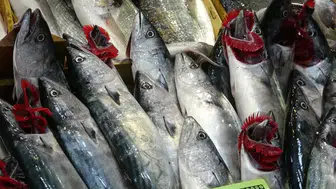 Sezonun ilk palamutları tezgahlarda : Fiyatları ne kadar oldu?