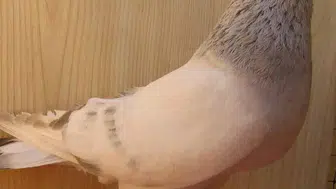 Şebap güvercinlerinin fiyatı ne kadar? Neden bu kadar pahalı?