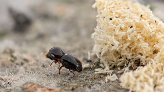 Ülke ekonomilerini tehdit eden istila : Euwallacea Fornicatus Türkiye'de mi görüldü?