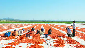 Manisa Ovası'nda domates hasadı başladı : Domatesler 91 ülkeye ihraç ediliyor