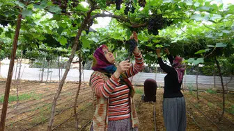 Manisa'da yılın ilk hasadı gerçekleşti mi? Üreticiler fiyatları bekliyor